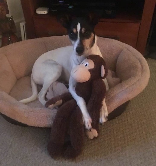 A small dog with long legs laying down in a tan dog bed with a monkey toy between its front paws. The dog has a white body and a black and tan with white face, a long snout and a long white tail.